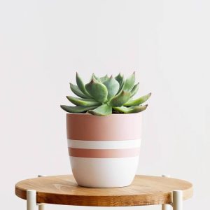 Echeveria Succulent