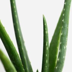 Aloe